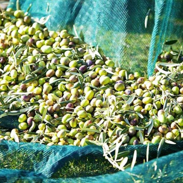 ZEYTİN TIRMIĞI + ZEYTİN DİLME APARATI + TAŞIMA ÇUVALI + 6x12 ZEYTİN SERGENİ + FIRÇA SAPI ZEYTİN TOPLAMA TARAĞI VE ZEYTİN ÇİZME ALETİ