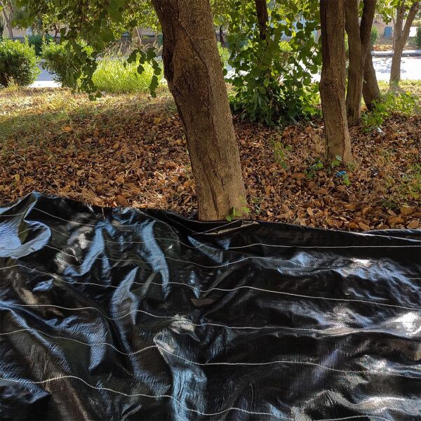 ZEYTİN TIRMIĞI + ZEYTİN DİLME APARATI + FIRÇA SAPI + 5x10 ZEYTİN SERGENİ JÜT ZEYTİN TOPLAMA TARAĞI TABAN ÖRTÜSÜ ZEYTİN ÇİZME ALETİ