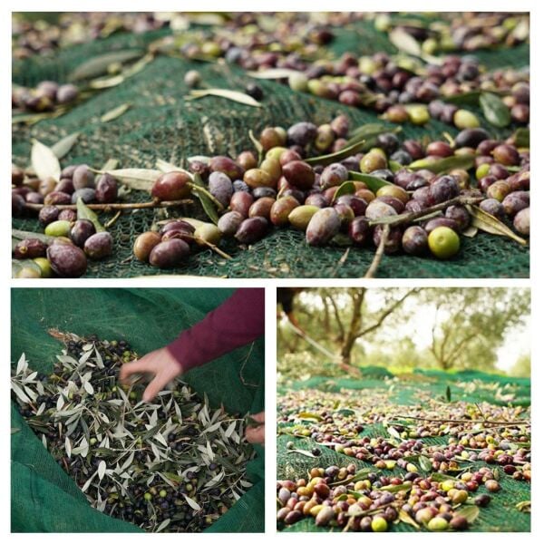 ZEYTİN HASAT PAKETİ 4X6 ZEYTİN SERGİSİ, 10 ADET ZEYTİN TIRMIĞI, 50X80 MAT ÇUVAL ZEYTİN TOPLAMA EKİPMANLARI