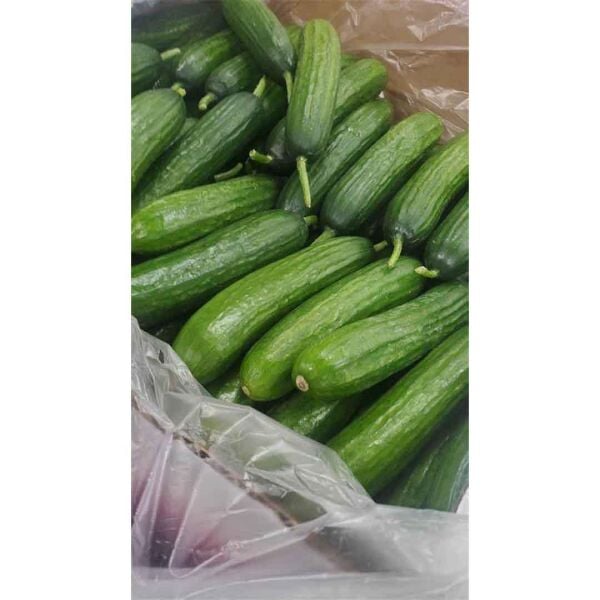 50x70 KASA TORBASI, 500 ADET EFOR KÖRÜKLÜ KOLİ TORBASI, SALATALIK PATLICAN MEYVE SEBZE KORUMA TORBASI, KASA POŞETİ, EKMEK KASASI POŞETİ