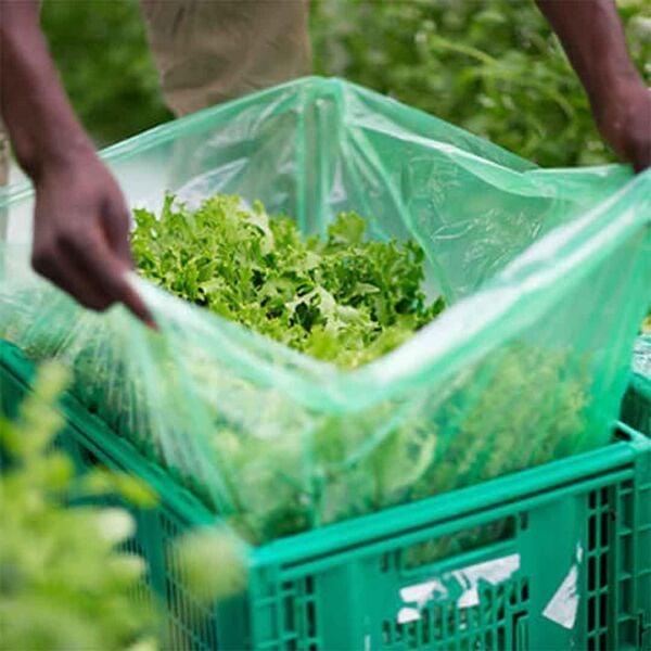 50x70 KASA TORBASI, 500 ADET EFOR KÖRÜKLÜ KOLİ TORBASI, SALATALIK PATLICAN MEYVE SEBZE KORUMA TORBASI, KASA POŞETİ, EKMEK KASASI POŞETİ