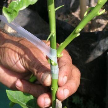 50 METRE AŞI BANDI AŞILAMA BANT SİLİKONLU İTHAL ESNEK AĞAÇ FİDAN AŞI BANDI