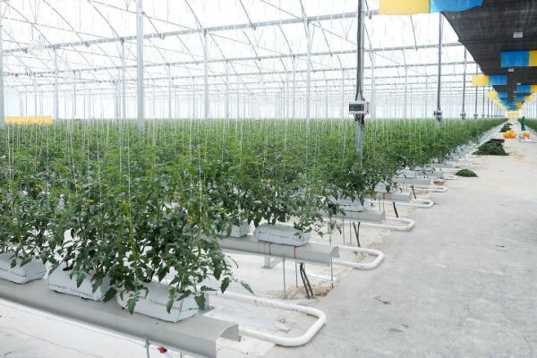 NADAS ORGANİK TARIM İPİ TOPRAKSIZ TARIM İPİ UV KATKILI 1000 METRE MAVİ