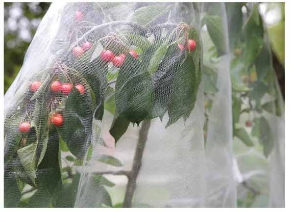 SİNEK TÜLÜ METRE İNSEKT TÜL TUTA TÜLÜ 40 MESH SERA SİNEK TÜLÜ
