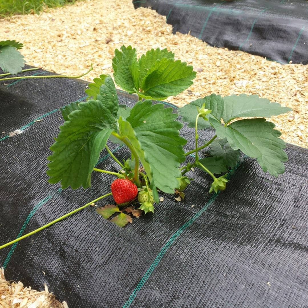 SİYAH SULZER KUMAŞ SERA TABAN ÖRTÜSÜ JÜT BLUEBERRY PEYZAJ UYGULAMA ÖRTÜSÜ MULCH NAYLONU ÇİLEK MALÇ