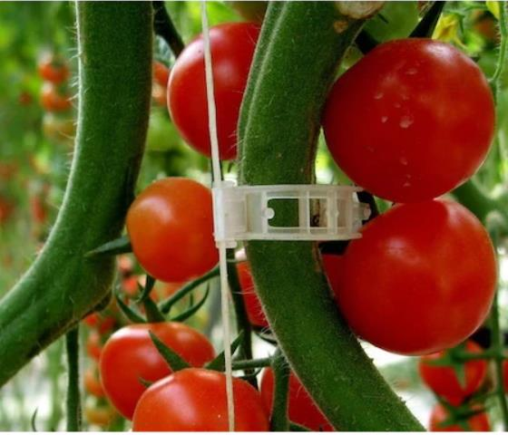 PİDOK SERA İPİ ORJİNAL BİTKİ KLİPSİ PAKETİ ŞEFFAF DOMATES KLİPSİ (TÜM BİTKİLER İLE UYUMLU KLİPS) 250 adet