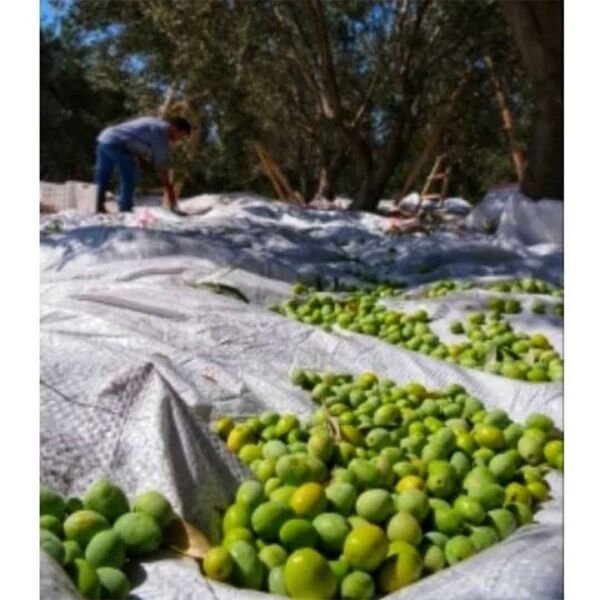 ZEYTİN SERGENİ ZEYTİN HASAT ÖRTÜSÜ OVERLOKLU ZEYTİN TOPLAMA SERGİSİ