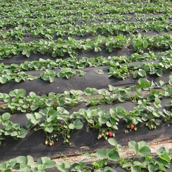 40 GRAM SİYAH TEKSTİL MULCH SİYAH AGRİL TARIMSAL OT ÖRTÜSÜ ISI DON PERDESİ