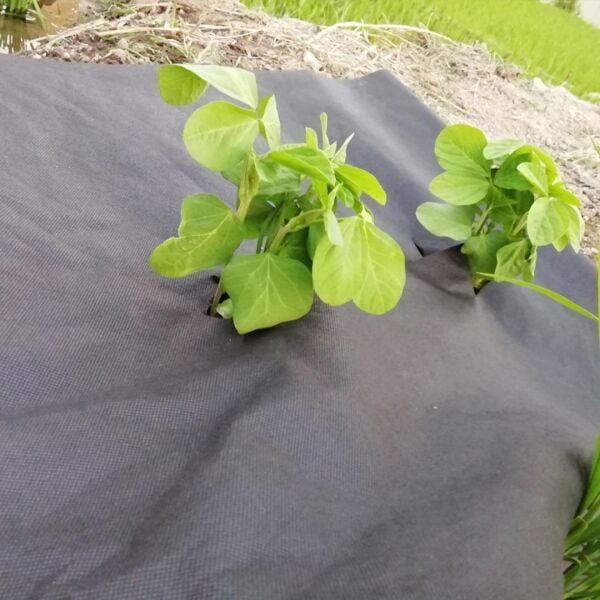 40 GRAM SİYAH TEKSTİL MULCH SİYAH AGRİL TARIMSAL OT ÖRTÜSÜ ISI DON PERDESİ