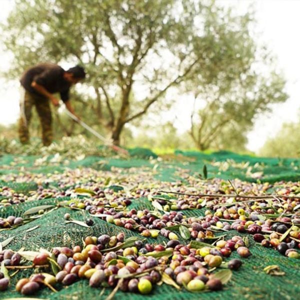 ZEYTİN TIRMIĞI + ZEYTİN DİLME APARATI + FIRÇA SAPI + 6x12 ZEYTİN SERGENİ ZEYTİN TOPLAMA TARAĞI VE ZEYTİN ÇİZME ALETİ