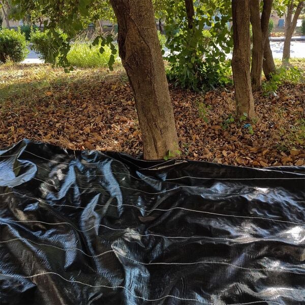 ZEYTİN TIRMIĞI + ZEYTİN DİLME APARATI + 5x6 ZEYTİN SERGENİ JÜT ZEYTİN TOPLAMA TARAĞI TABAN ÖRTÜSÜ ZEYTİN ÇİZME ALETİ