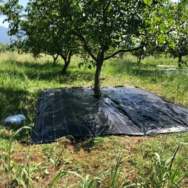 ZEYTİN TIRMIĞI + ZEYTİN DİLME APARATI + FIRÇA SAPI + 5x6 ZEYTİN SERGENİ JÜT ZEYTİN TOPLAMA TARAĞI TABAN ÖRTÜSÜ ZEYTİN ÇİZME ALETİ