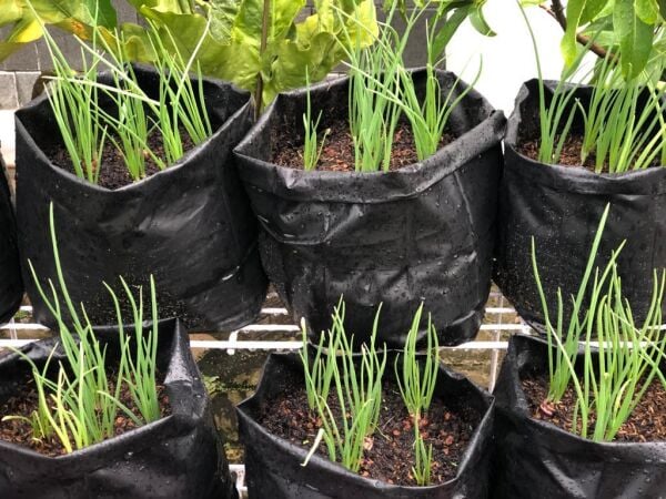 15x25 FİDAN TORBASI (ADET SEÇİNİZ) KÖRÜKLÜ FİDE PEYZAJ TORBA FİDAN ÜRETİM POŞETİ DELİKLİ