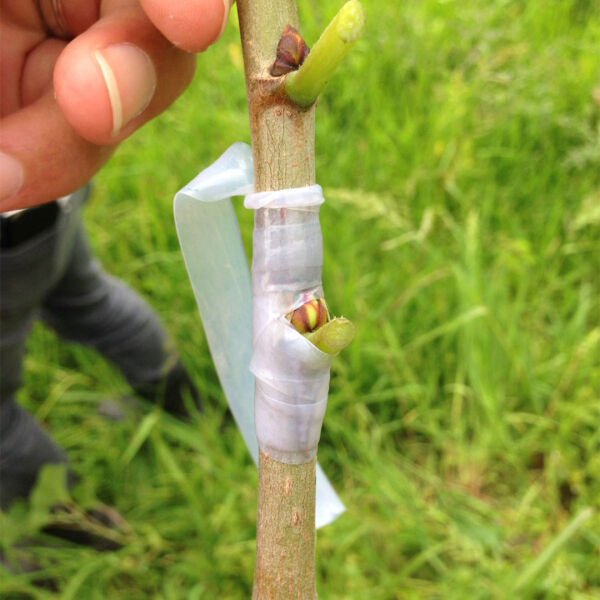 EFOR MAX 250 GR AŞI MACUNU+AŞI BANDI BİTKİ AŞILAMA SETİ BUDAMA İÇİN AŞI MACUNU TÜM AŞI TÜRLERİYLE UYUMLU