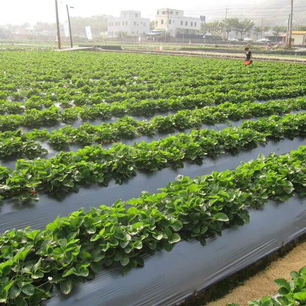 MULCH NAYLONU 60cm ENLİ 20 MİCRON (UZUNLUK SEÇİNİZ) SİYAH TABAN ÖRTÜSÜ PİDOK ÇİLEK MULCH UV Lİ SEBZE NAYLONU