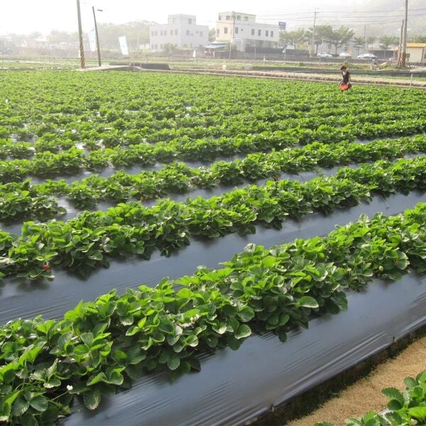 MULCH NAYLONU 60cm ENLİ 20 MİCRON (UZUNLUK SEÇİNİZ) SİYAH TABAN ÖRTÜSÜ PİDOK ÇİLEK MULCH UV Lİ SEBZE NAYLONU
