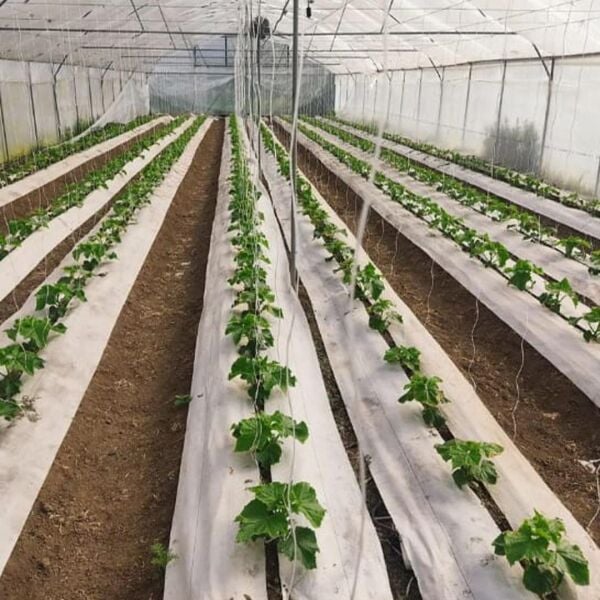 BEYAZ SULZER KUMAŞ SERA TABAN ÖRTÜSÜ JÜT BLUEBERRY PEYZAJ UYGULAMA ÖRTÜSÜ MULCH NAYLONU ÇİLEK MALÇ