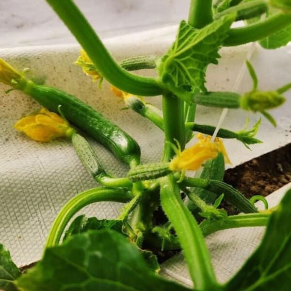 BEYAZ SULZER KUMAŞ SERA TABAN ÖRTÜSÜ JÜT BLUEBERRY PEYZAJ UYGULAMA ÖRTÜSÜ MULCH NAYLONU ÇİLEK MALÇ