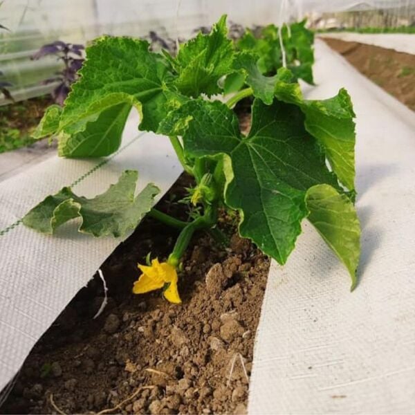 BEYAZ SULZER KUMAŞ SERA TABAN ÖRTÜSÜ JÜT BLUEBERRY PEYZAJ UYGULAMA ÖRTÜSÜ MULCH NAYLONU ÇİLEK MALÇ