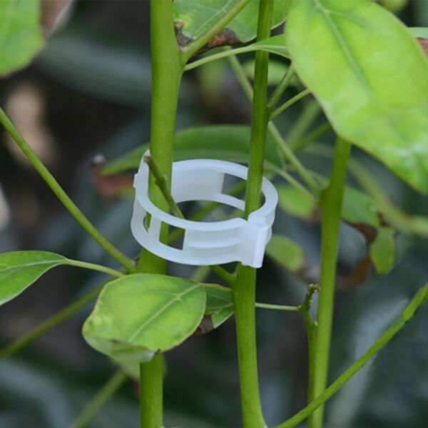 ORGANİK TARIM İPİ VE ŞEFFAF BİTKİ KLİPSİ TOPRAKSIZ TARIM İPİ 250 ADET HER BİTKİYLE UYUMLU BİTKİ KLİPSİ FİDE FİDAN BAĞLAMA İPİ