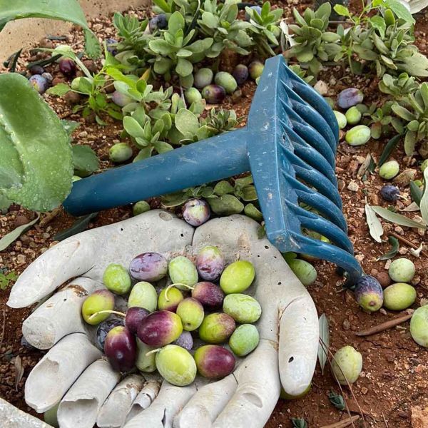 2'li ZEYTİN TIRMIĞI VE ZEYTİN SAPI PAKETİ 2 ADET 7 DİŞLİ ZEYTİN TOPLAMA APARATI 2 ADET TIRMIK SAPI