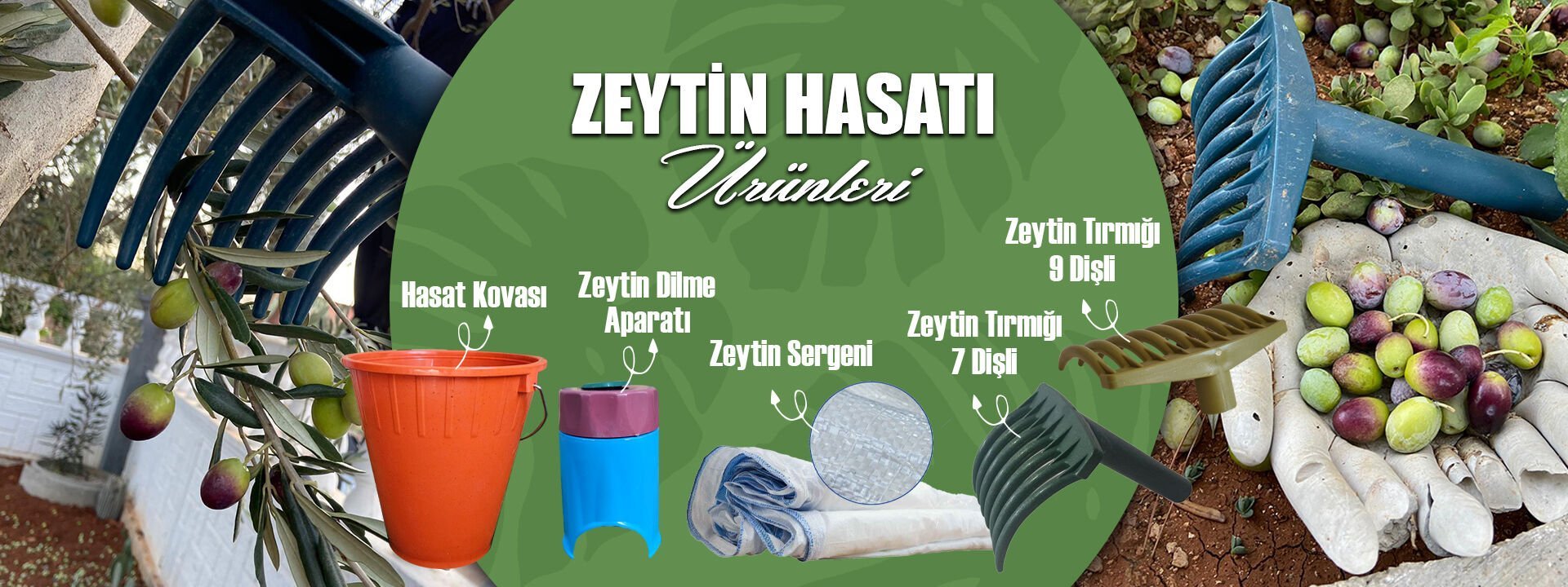 zeytin hasat